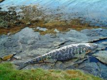 Mosaic Fish, North Uist Mosaic Fish, North Uist