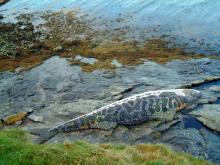 Mosaic Fish, North Uist