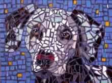 Dalmatian portrait