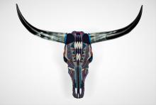Bos Taurus a mosaic long horn steer skull 
